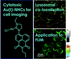 Graphical abstract: Fluorescent functionalised naphthalimides and their Au(i)–NHC complexes for potential use in cellular bioimaging