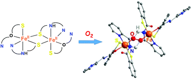 Graphical abstract: Dioxygen activation by a dinuclear thiolate-ligated Fe(ii) complex