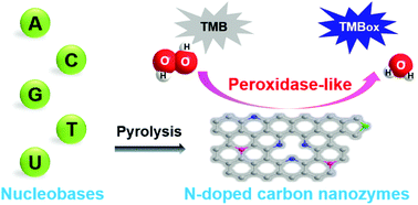 Graphical abstract: Nucleobase-mediated synthesis of nitrogen-doped carbon nanozymes as efficient peroxidase mimics