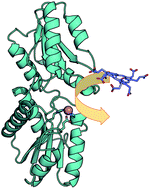 Graphical abstract: Structure of sirohydrochlorin ferrochelatase SirB: the last of the structures of the class II chelatase family
