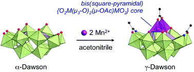 Graphical abstract: Hexavacant γ-Dawson-type phosphotungstates supporting an edge-sharing bis(square-pyramidal) {O2M(μ3-O)2(μ-OAc)MO2} core (M = Mn2+, Co2+, Ni2+, Cu2+, or Zn2+)