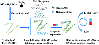 Graphical abstract: Thermostable enzyme-immobilized magnetic responsive Ni-based metal–organic framework nanorods as recyclable biocatalysts for efficient biosynthesis of S-adenosylmethionine