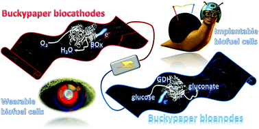 Graphical abstract: Buckypaper bioelectrodes: emerging materials for implantable and wearable biofuel cells