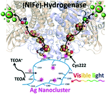 Graphical abstract: Direct visible light activation of a surface cysteine-engineered [NiFe]-hydrogenase by silver nanoclusters