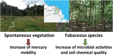 Graphical abstract: Mercury behaviour and C, N, and P biogeochemical cycles during ecological restoration processes of old mining sites in French Guiana