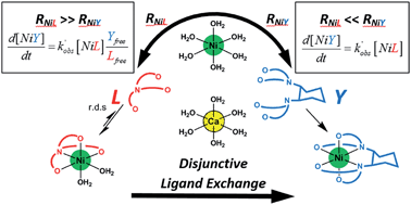Graphical abstract: Effects of calcium on the kinetics of a model disjunctive ligand exchange reaction: implications for dynamic trace metal ion speciation