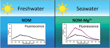 Graphical abstract: Differences in photochemistry between seawater and freshwater for two natural organic matter samples