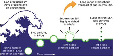 Graphical abstract: Global transport of perfluoroalkyl acids via sea spray aerosol