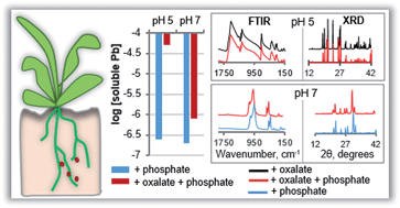 Graphical abstract: Oxalate-enhanced solubility of lead (Pb) in the presence of phosphate: pH control on mineral precipitation