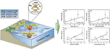 Graphical abstract: Role of organic components in regulating denitrification in the coastal water of Daya Bay, southern China