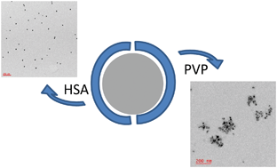 Graphical abstract: Human serum albumin stabilizes aqueous silver nanoparticle suspensions and inhibits particle uptake by cells