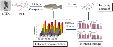 Graphical abstract: Adverse reproductive performance in zebrafish with increased bioconcentration of microcystin-LR in the presence of titanium dioxide nanoparticles