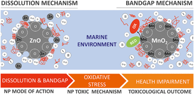Graphical abstract: Mitigating effect of organic matter on the in vivo toxicity of metal oxide nanoparticles in the marine environment