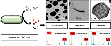Graphical abstract: Green synthesis and biotransformation of amorphous Se nanospheres to trigonal 1D Se nanostructures: impact on Se mobility within the concept of radioactive waste disposal