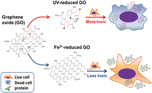 Graphical abstract: Reduction pathway-dependent cytotoxicity of reduced graphene oxide