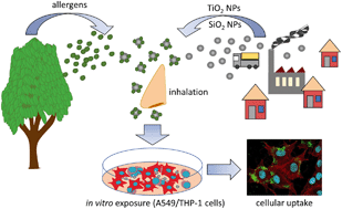 Graphical abstract: Biologic effects of nanoparticle-allergen conjugates: time-resolved uptake using an in vitro lung epithelial co-culture model of A549 and THP-1 cells