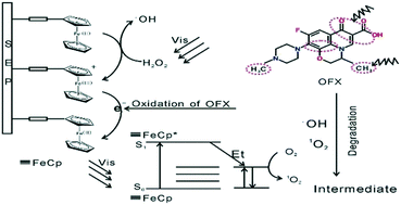 Graphical abstract: Surface deep oxidation of ofloxacin and 2,4-dichlorophenol over ferrocene@sepiolite due to their synergistic effect in visible light driven heterogeneous Fenton reaction process