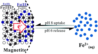 Graphical abstract: Reversible Fe(ii) uptake/release by magnetite nanoparticles