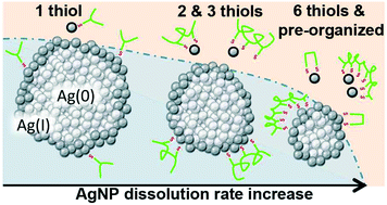 Graphical abstract: Insights into polythiol-assisted AgNP dissolution induced by bio-relevant molecules