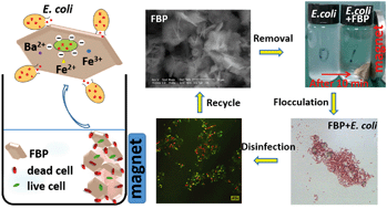 Graphical abstract: Highly efficient bacterial removal and disinfection by magnetic barium phosphate nanoflakes with embedded iron oxide nanoparticles