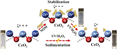 Graphical abstract: Co-effects of UV/H2O2 and natural organic matter on the surface chemistry of cerium oxide nanoparticles