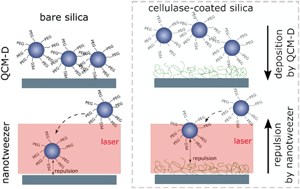 Graphical abstract: QCM-D and NanoTweezer measurements to characterize the effect of soil cellulase on the deposition of PEG-coated TiO2 nanoparticles in model subsurface environments