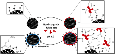 Graphical abstract: Surface adsorption of Nordic aquatic fulvic acid on amine-functionalized and non-functionalized mesoporous silica nanoparticles