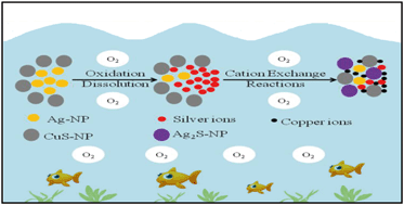Graphical abstract: Mechanism for sulfidation of silver nanoparticles by copper sulfide in water under aerobic conditions