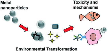 Graphical abstract: The effects and the potential mechanism of environmental transformation of metal nanoparticles on their toxicity in organisms
