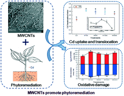Graphical abstract: Roles of multiwall carbon nanotubes in phytoremediation: cadmium uptake and oxidative burst in Boehmeria nivea (L.) Gaudich
