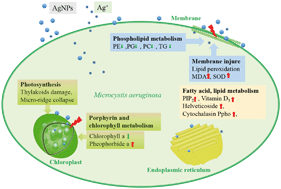 Graphical abstract: Metabolic profiling of silver nanoparticle toxicity in Microcystis aeruginosa