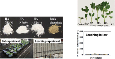 Graphical abstract: Bioavailability and movement of hydroxyapatite nanoparticles (HA-NPs) applied as a phosphorus fertiliser in soils