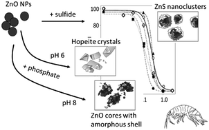 Graphical abstract: Enhanced toxicity of environmentally transformed ZnO nanoparticles relative to Zn ions in the epibenthic amphipod Hyalella azteca