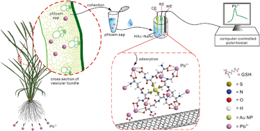 Graphical abstract: The selective capture of Pb2+ in rice phloem sap using glutathione-functionalized gold nanoparticles/multi-walled carbon nanotubes: enhancing anti-interference electrochemical detection