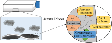 Graphical abstract: Transcriptomic response of the benthic freshwater diatom Nitzschia palea exposed to Few Layer Graphene