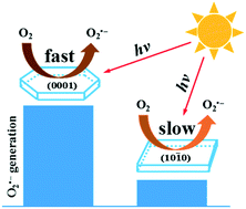 Graphical abstract: Facet-dependent generation of superoxide radical anions by ZnO nanomaterials under simulated solar light