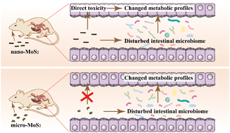 Graphical abstract: Differential influence of molybdenum disulfide at the nanometer and micron scales in the intestinal metabolome and microbiome of mice