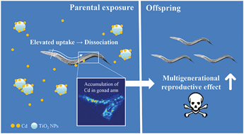 Graphical abstract: Parental exposure to TiO2 NPs promotes the multigenerational reproductive toxicity of Cd in Caenorhabditis elegans via bioaccumulation of Cd in germ cells