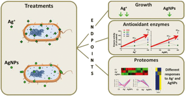 Graphical abstract: Proteomics and antioxidant enzymes reveal different mechanisms of toxicity induced by ionic and nanoparticulate silver in bacteria