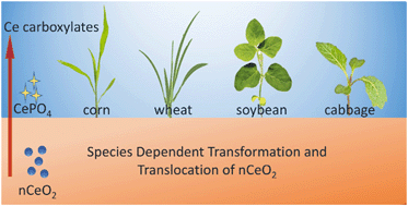 Graphical abstract: Plant species-dependent transformation and translocation of ceria nanoparticles