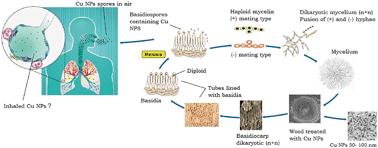 Graphical abstract: Micronized copper-treated wood: copper remobilization into spores from the copper-tolerant wood-destroying fungus Rhodonia placenta