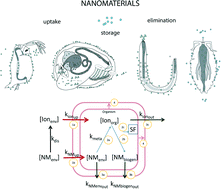 Graphical abstract: Tools and rules for modelling uptake and bioaccumulation of nanomaterials in invertebrate organisms