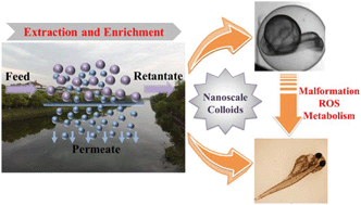 Graphical abstract: Nanoscale colloids induce metabolic disturbance of zebrafish at environmentally relevant concentrations
