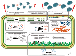 Graphical abstract: Mechanism of the toxic action of cationic G5 and G7 PAMAM dendrimers in the cyanobacterium Anabaena sp. PCC7120