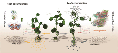Graphical abstract: Chemical reduction of graphene enhances in vivo translocation and photosynthetic inhibition in pea plants