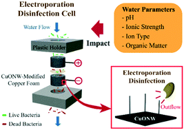 Graphical abstract: Impact of water quality parameters on bacteria inactivation by low-voltage electroporation: mechanism and control