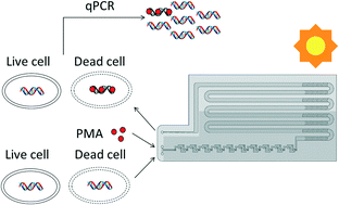 Graphical abstract: Propidium monoazide pretreatment on a 3D-printed microfluidic device for efficient PCR determination of ‘live versus dead’ microbial cells