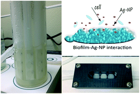 Graphical abstract: Bioaccumulation of silver nanoparticles in model wastewater biofilms