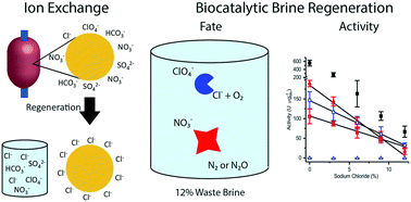 Graphical abstract: Biocatalytic removal of perchlorate and nitrate in ion-exchange waste brine