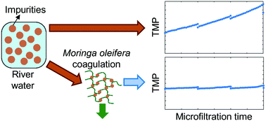 Graphical abstract: Moringa oleifera coagulation as pretreatment prior to microfiltration for membrane fouling mitigation
